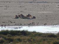 Tage Rundreise Namibia – Die Erlebnistour mit  Kalahari – Fish River-Canyon – Lüderitz – Namib – Swakopmund – Erongo Gebirge – Etosha Nationalpark – Windhoek (1126)