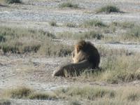 Tage Rundreise Namibia – Die Erlebnistour mit  Kalahari – Fish River-Canyon – Lüderitz – Namib – Swakopmund – Erongo Gebirge – Etosha Nationalpark – Windhoek (1127)