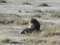 Tage Rundreise Namibia – Die Erlebnistour mit  Kalahari – Fish River-Canyon – Lüderitz – Namib – Swakopmund – Erongo Gebirge – Etosha Nationalpark – Windhoek (1128)