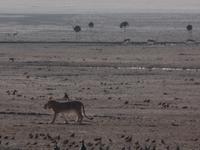 Tage Rundreise Namibia – Die Erlebnistour mit  Kalahari – Fish River-Canyon – Lüderitz – Namib – Swakopmund – Erongo Gebirge – Etosha Nationalpark – Windhoek (1130)