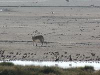 Tage Rundreise Namibia – Die Erlebnistour mit  Kalahari – Fish River-Canyon – Lüderitz – Namib – Swakopmund – Erongo Gebirge – Etosha Nationalpark – Windhoek (1131)