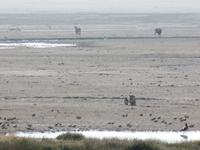 Tage Rundreise Namibia – Die Erlebnistour mit  Kalahari – Fish River-Canyon – Lüderitz – Namib – Swakopmund – Erongo Gebirge – Etosha Nationalpark – Windhoek (1136)