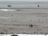 Tage Rundreise Namibia – Die Erlebnistour mit  Kalahari – Fish River-Canyon – Lüderitz – Namib – Swakopmund – Erongo Gebirge – Etosha Nationalpark – Windhoek (1137)