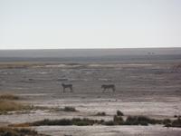 Tage Rundreise Namibia – Die Erlebnistour mit  Kalahari – Fish River-Canyon – Lüderitz – Namib – Swakopmund – Erongo Gebirge – Etosha Nationalpark – Windhoek (1139)