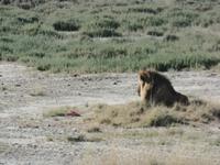 Tage Rundreise Namibia – Die Erlebnistour mit  Kalahari – Fish River-Canyon – Lüderitz – Namib – Swakopmund – Erongo Gebirge – Etosha Nationalpark – Windhoek (1141)