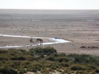 Tage Rundreise Namibia – Die Erlebnistour mit  Kalahari – Fish River-Canyon – Lüderitz – Namib – Swakopmund – Erongo Gebirge – Etosha Nationalpark – Windhoek (1144)