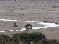 Tage Rundreise Namibia – Die Erlebnistour mit  Kalahari – Fish River-Canyon – Lüderitz – Namib – Swakopmund – Erongo Gebirge – Etosha Nationalpark – Windhoek (1148)