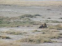 Tage Rundreise Namibia – Die Erlebnistour mit  Kalahari – Fish River-Canyon – Lüderitz – Namib – Swakopmund – Erongo Gebirge – Etosha Nationalpark – Windhoek (1150)