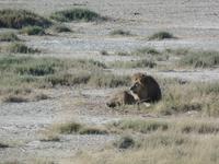 Tage Rundreise Namibia – Die Erlebnistour mit  Kalahari – Fish River-Canyon – Lüderitz – Namib – Swakopmund – Erongo Gebirge – Etosha Nationalpark – Windhoek (1157)