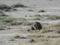 Tage Rundreise Namibia – Die Erlebnistour mit  Kalahari – Fish River-Canyon – Lüderitz – Namib – Swakopmund – Erongo Gebirge – Etosha Nationalpark – Windhoek (1158)