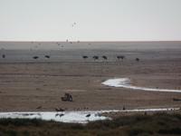 Tage Rundreise Namibia – Die Erlebnistour mit  Kalahari – Fish River-Canyon – Lüderitz – Namib – Swakopmund – Erongo Gebirge – Etosha Nationalpark – Windhoek (1159)