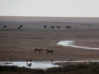 Tage Rundreise Namibia – Die Erlebnistour mit  Kalahari – Fish River-Canyon – Lüderitz – Namib – Swakopmund – Erongo Gebirge – Etosha Nationalpark – Windhoek (1162)