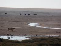 Tage Rundreise Namibia – Die Erlebnistour mit  Kalahari – Fish River-Canyon – Lüderitz – Namib – Swakopmund – Erongo Gebirge – Etosha Nationalpark – Windhoek (1164)