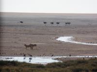 Tage Rundreise Namibia – Die Erlebnistour mit  Kalahari – Fish River-Canyon – Lüderitz – Namib – Swakopmund – Erongo Gebirge – Etosha Nationalpark – Windhoek (1165)