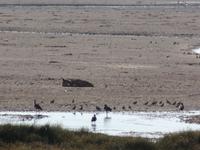 Tage Rundreise Namibia – Die Erlebnistour mit  Kalahari – Fish River-Canyon – Lüderitz – Namib – Swakopmund – Erongo Gebirge – Etosha Nationalpark – Windhoek (1166)