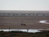Tage Rundreise Namibia – Die Erlebnistour mit  Kalahari – Fish River-Canyon – Lüderitz – Namib – Swakopmund – Erongo Gebirge – Etosha Nationalpark – Windhoek (1167)