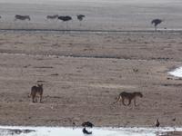 Tage Rundreise Namibia – Die Erlebnistour mit  Kalahari – Fish River-Canyon – Lüderitz – Namib – Swakopmund – Erongo Gebirge – Etosha Nationalpark – Windhoek (1168)