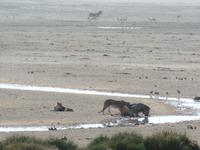 Tage Rundreise Namibia – Die Erlebnistour mit  Kalahari – Fish River-Canyon – Lüderitz – Namib – Swakopmund – Erongo Gebirge – Etosha Nationalpark – Windhoek (1170)