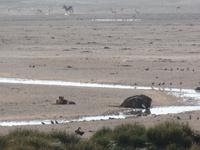 Tage Rundreise Namibia – Die Erlebnistour mit  Kalahari – Fish River-Canyon – Lüderitz – Namib – Swakopmund – Erongo Gebirge – Etosha Nationalpark – Windhoek (1171)