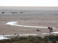 Tage Rundreise Namibia – Die Erlebnistour mit  Kalahari – Fish River-Canyon – Lüderitz – Namib – Swakopmund – Erongo Gebirge – Etosha Nationalpark – Windhoek (1175)