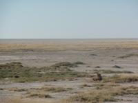 Tage Rundreise Namibia – Die Erlebnistour mit  Kalahari – Fish River-Canyon – Lüderitz – Namib – Swakopmund – Erongo Gebirge – Etosha Nationalpark – Windhoek (1176)