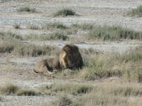 Tage Rundreise Namibia – Die Erlebnistour mit  Kalahari – Fish River-Canyon – Lüderitz – Namib – Swakopmund – Erongo Gebirge – Etosha Nationalpark – Windhoek (1177)