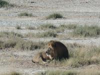 Tage Rundreise Namibia – Die Erlebnistour mit  Kalahari – Fish River-Canyon – Lüderitz – Namib – Swakopmund – Erongo Gebirge – Etosha Nationalpark – Windhoek (1184)