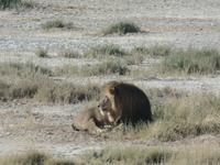 Tage Rundreise Namibia – Die Erlebnistour mit  Kalahari – Fish River-Canyon – Lüderitz – Namib – Swakopmund – Erongo Gebirge – Etosha Nationalpark – Windhoek (1187)