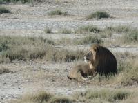 Tage Rundreise Namibia – Die Erlebnistour mit  Kalahari – Fish River-Canyon – Lüderitz – Namib – Swakopmund – Erongo Gebirge – Etosha Nationalpark – Windhoek (1188)