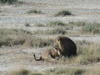 Tage Rundreise Namibia – Die Erlebnistour mit  Kalahari – Fish River-Canyon – Lüderitz – Namib – Swakopmund – Erongo Gebirge – Etosha Nationalpark – Windhoek (1189)