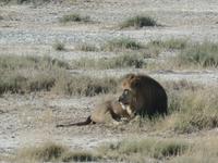 Tage Rundreise Namibia – Die Erlebnistour mit  Kalahari – Fish River-Canyon – Lüderitz – Namib – Swakopmund – Erongo Gebirge – Etosha Nationalpark – Windhoek (1191)