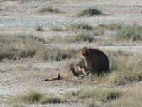 Tage Rundreise Namibia – Die Erlebnistour mit  Kalahari – Fish River-Canyon – Lüderitz – Namib – Swakopmund – Erongo Gebirge – Etosha Nationalpark – Windhoek (1194)