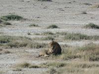 Tage Rundreise Namibia – Die Erlebnistour mit  Kalahari – Fish River-Canyon – Lüderitz – Namib – Swakopmund – Erongo Gebirge – Etosha Nationalpark – Windhoek (1196)