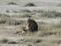 Tage Rundreise Namibia – Die Erlebnistour mit  Kalahari – Fish River-Canyon – Lüderitz – Namib – Swakopmund – Erongo Gebirge – Etosha Nationalpark – Windhoek (1198)