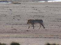 Tage Rundreise Namibia – Die Erlebnistour mit  Kalahari – Fish River-Canyon – Lüderitz – Namib – Swakopmund – Erongo Gebirge – Etosha Nationalpark – Windhoek (1201)