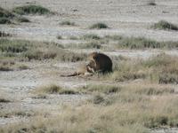 Tage Rundreise Namibia – Die Erlebnistour mit  Kalahari – Fish River-Canyon – Lüderitz – Namib – Swakopmund – Erongo Gebirge – Etosha Nationalpark – Windhoek (1202)