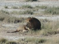 Tage Rundreise Namibia – Die Erlebnistour mit  Kalahari – Fish River-Canyon – Lüderitz – Namib – Swakopmund – Erongo Gebirge – Etosha Nationalpark – Windhoek (1204)