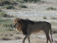 Tage Rundreise Namibia – Die Erlebnistour mit  Kalahari – Fish River-Canyon – Lüderitz – Namib – Swakopmund – Erongo Gebirge – Etosha Nationalpark – Windhoek (1207)