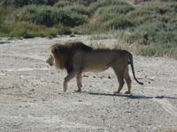 Tage Rundreise Namibia – Die Erlebnistour mit  Kalahari – Fish River-Canyon – Lüderitz – Namib – Swakopmund – Erongo Gebirge – Etosha Nationalpark – Windhoek (1211)