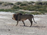 Tage Rundreise Namibia – Die Erlebnistour mit  Kalahari – Fish River-Canyon – Lüderitz – Namib – Swakopmund – Erongo Gebirge – Etosha Nationalpark – Windhoek (1212)