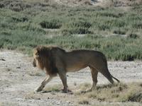 Tage Rundreise Namibia – Die Erlebnistour mit  Kalahari – Fish River-Canyon – Lüderitz – Namib – Swakopmund – Erongo Gebirge – Etosha Nationalpark – Windhoek (1213)