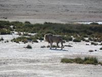 Tage Rundreise Namibia – Die Erlebnistour mit  Kalahari – Fish River-Canyon – Lüderitz – Namib – Swakopmund – Erongo Gebirge – Etosha Nationalpark – Windhoek (1215)