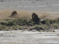 Tage Rundreise Namibia – Die Erlebnistour mit  Kalahari – Fish River-Canyon – Lüderitz – Namib – Swakopmund – Erongo Gebirge – Etosha Nationalpark – Windhoek (1216)