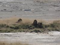 Tage Rundreise Namibia – Die Erlebnistour mit  Kalahari – Fish River-Canyon – Lüderitz – Namib – Swakopmund – Erongo Gebirge – Etosha Nationalpark – Windhoek (1217)