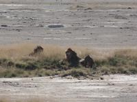 Tage Rundreise Namibia – Die Erlebnistour mit  Kalahari – Fish River-Canyon – Lüderitz – Namib – Swakopmund – Erongo Gebirge – Etosha Nationalpark – Windhoek (1218)