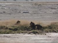 Tage Rundreise Namibia – Die Erlebnistour mit  Kalahari – Fish River-Canyon – Lüderitz – Namib – Swakopmund – Erongo Gebirge – Etosha Nationalpark – Windhoek (1219)