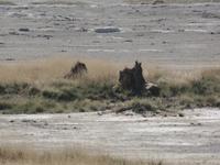 Tage Rundreise Namibia – Die Erlebnistour mit  Kalahari – Fish River-Canyon – Lüderitz – Namib – Swakopmund – Erongo Gebirge – Etosha Nationalpark – Windhoek (1220)