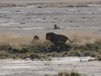 Tage Rundreise Namibia – Die Erlebnistour mit  Kalahari – Fish River-Canyon – Lüderitz – Namib – Swakopmund – Erongo Gebirge – Etosha Nationalpark – Windhoek (1221)