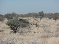 Tage Rundreise Namibia – Die Erlebnistour mit  Kalahari – Fish River-Canyon – Lüderitz – Namib – Swakopmund – Erongo Gebirge – Etosha Nationalpark – Windhoek (1225)