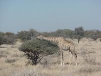 Tage Rundreise Namibia – Die Erlebnistour mit  Kalahari – Fish River-Canyon – Lüderitz – Namib – Swakopmund – Erongo Gebirge – Etosha Nationalpark – Windhoek (1226)